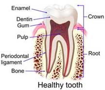 A healthy tooth